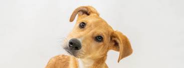 நாய்க்கட்டி வந்த பொருள் வெடித்துச் சிதறியது: பல்லேவெலவில் சிறுவன் படுகாயம்!